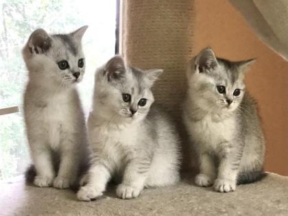 BKH silver shaded Kitten