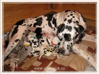 Deutsche Dogge Pap. Welpen