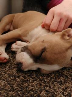 Deutsch Bulldogge- Boxer Mischling