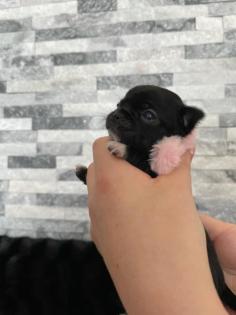 Wunderschöne Reinrassige Chihuahua Welpen Weibchen