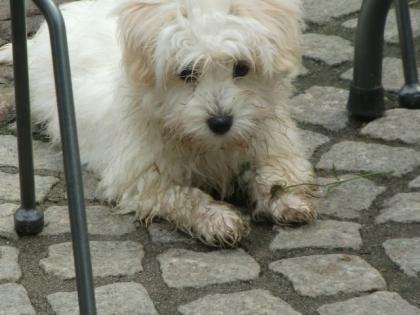 Coton de Tulear Welpen suchen ein Zuhause