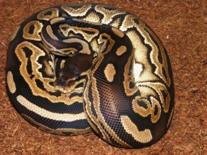0. 1 Python Regius Königspython Cinnamon DNZ 08