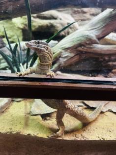 Stachelschwanzwaran Varanus acanthurus männlich, ca. 5 Jahre alt