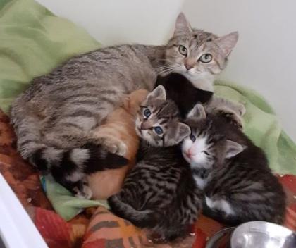 Kitten suchen liebevolles Zuhause aus dem Tierschutz