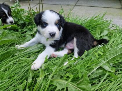 Australian Shepherd Welpen