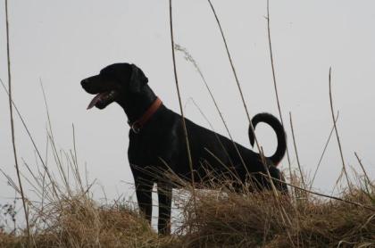 Dobermann Deckrüde steht gesunden Hündinnen zur Verfügung.