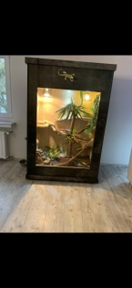 Grüner Leguan mit hochwertig verkleidetem Terrarium