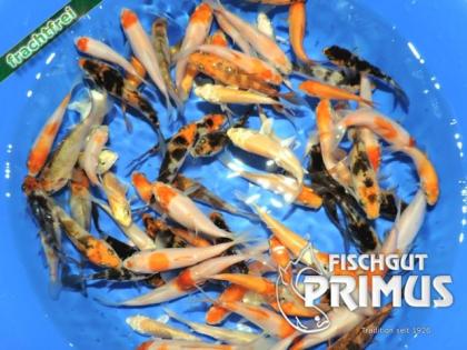 30 Koi Valentino Top AAA Koi-Mix - 8-12 cm