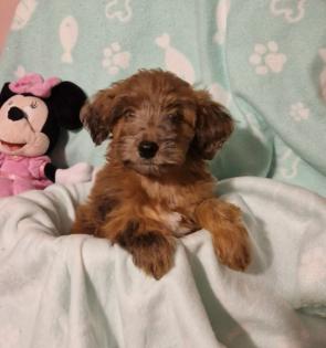 Miniature Aussiedoodle Welpen