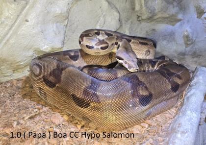 Boa C. C. Hypo Boa C. C. Kolumbien Classic Babys