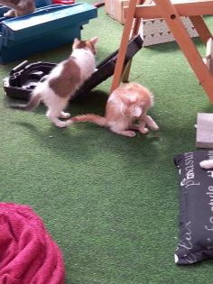 BKH Mix Kitten Babykatzen rot/Glückskatzen/rot-weiß