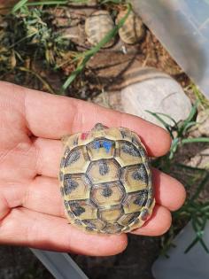 Griechische Landschildkröten Nachzuchten 2022, 2023