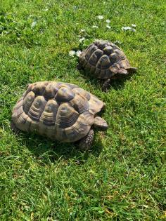 Adulte Griechische Landschildkröten zu verkaufen