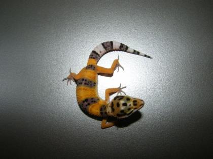 Wir haben super schöne Leopardgeckos abzugeben.