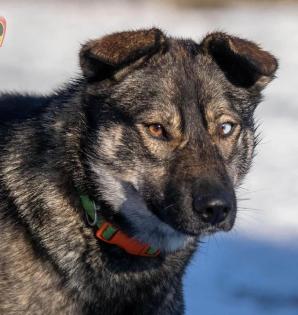 Elios ist ein freundlicher Familienhund mit tollen Augen