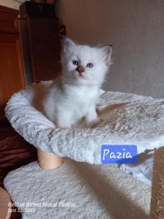 Heilige Birma Kitten mit Stammbaum suchen ein Zuhause
