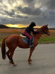 Suche reitbeteiligung Reiter sucht Pferd