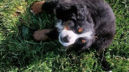 Berner Sennenhund Welpen