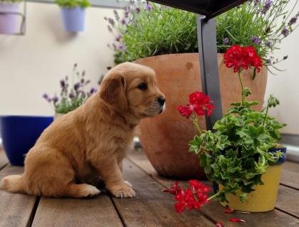 Golden Retriever Rüde