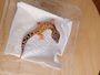 Junge Leopardgecko Babys Weibchen
