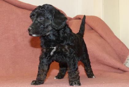 3 süße Kleinpudel Hündinnen, Pudel in Brindle, Black and Tan, Fawn mit Weiß