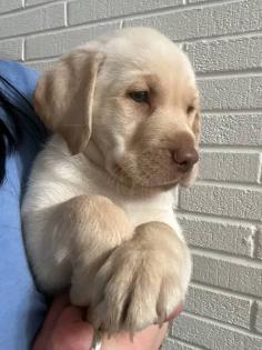 Niedliche Labrador-Welpen suchen ein liebevolles Zuhause