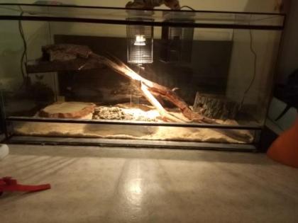 Kornnatter mit Terrarium und Zubehör