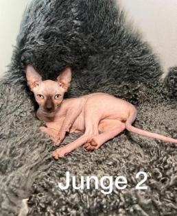 Süße Sphynx Kitten