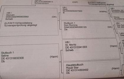 Oldenburger Stute 5jährig