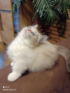 Munchkin Kitten