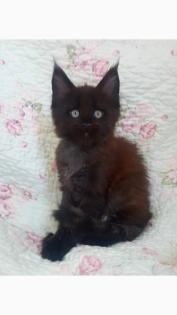 . Tolle Maine Coon kitten mit Stammbaum Black smoke .
