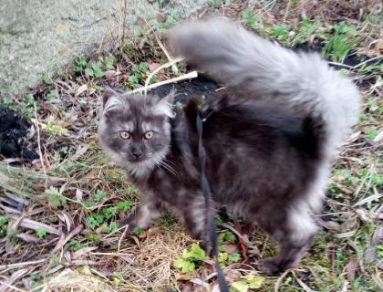 Maine Coon Kitten suchen ihr zukünftiges zu Hause