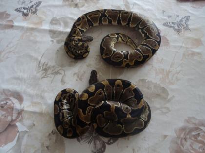 0. 1 Python regius nominat het Piebald im Doppelpack