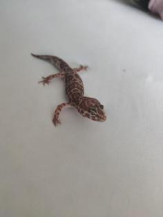 3 Leopardgecko Weibchen