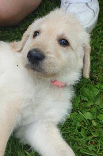 Noch 2 süße Goldendoodle Welpen suchen ihre Traumfamilie