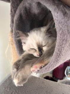 Reinrassige heilige birma katze