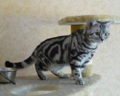Wunderschöne BKH-Babys, black silver tabby, Whiskas, mit Stammbaum, sehr versch