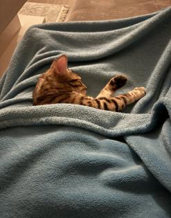 Bengalkatze sucht dringend neues Zuhause
