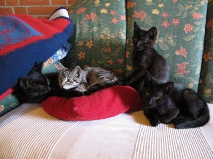 Katzenbabys