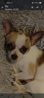 Chihuahua Charlie Rüde