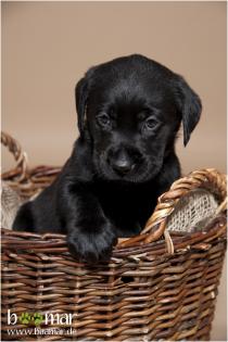 Labradorwelpen aus seriöser Familienzucht Schwarze Welpen