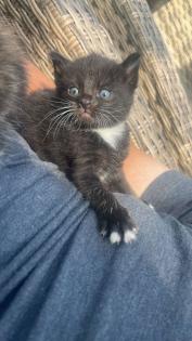 4 maine coon mix kätzchen