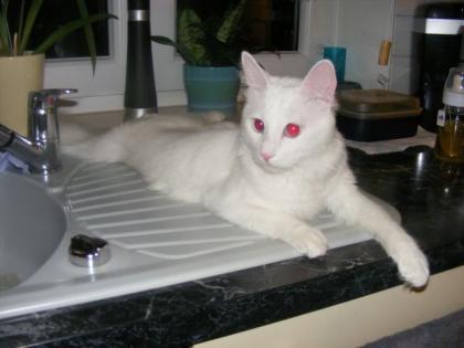 Türkischer Angora Kater sucht ein neues zu Hause
