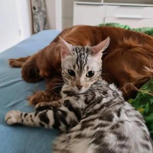 Jay jay Xxl Spottet Tabby Silber Bengaldame Zuchtzulassung 1. 5 Jahre alt