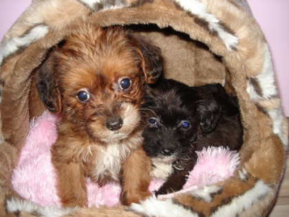 Chihuahua - Toypudel Mix - Welpen suchen liebevolles Zuhause
