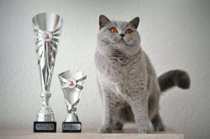 BKH Katze mit Stammbaum kastriert blau