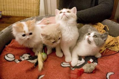 Zuckersüße Perser Kartäuser Kitten