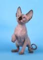 Reinrassige Kanadische Sphynx Kätzchen Stammbaum