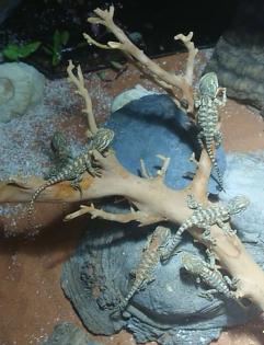 Zwergbartagamen Pogona Henrylawsoni