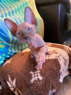 Canadian Sphynx Kitten,
